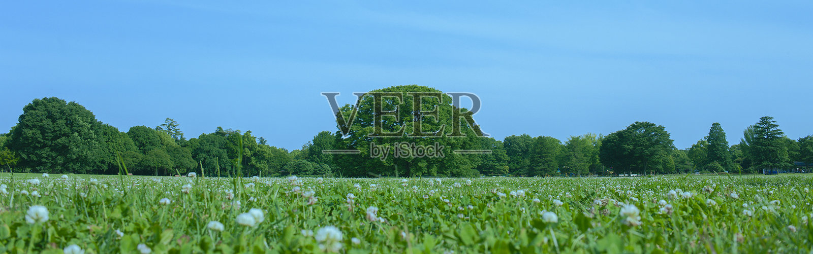 绿园照片摄影图片