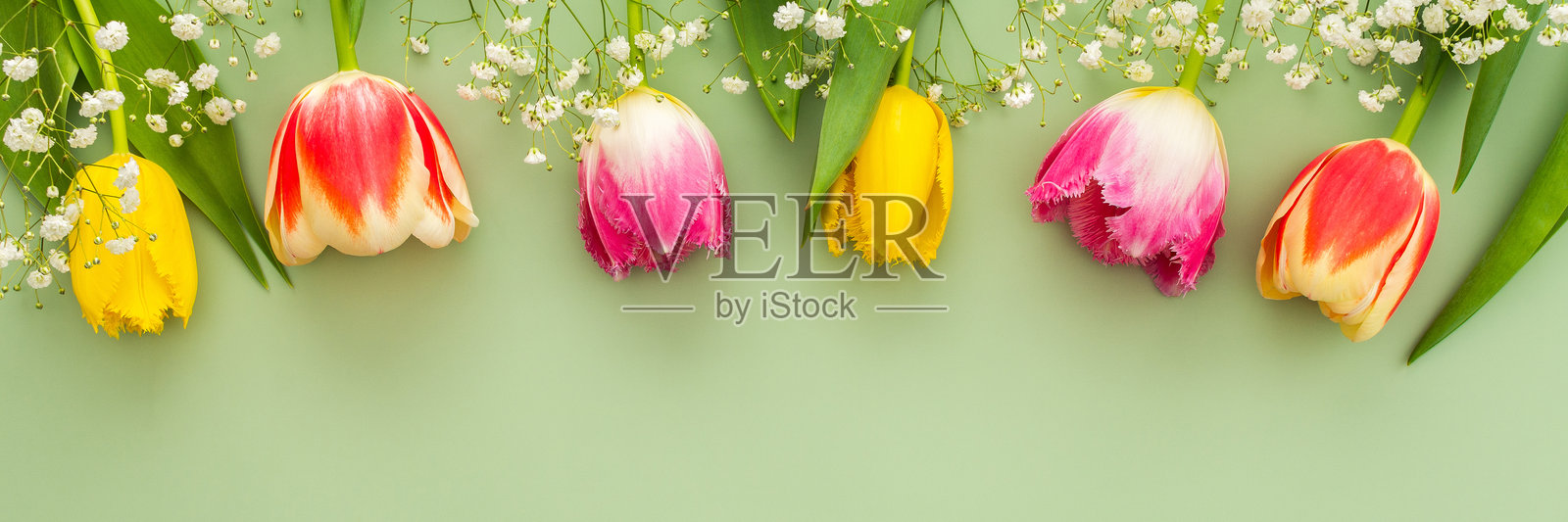 春季背景，郁金香与满天星花照片摄影图片