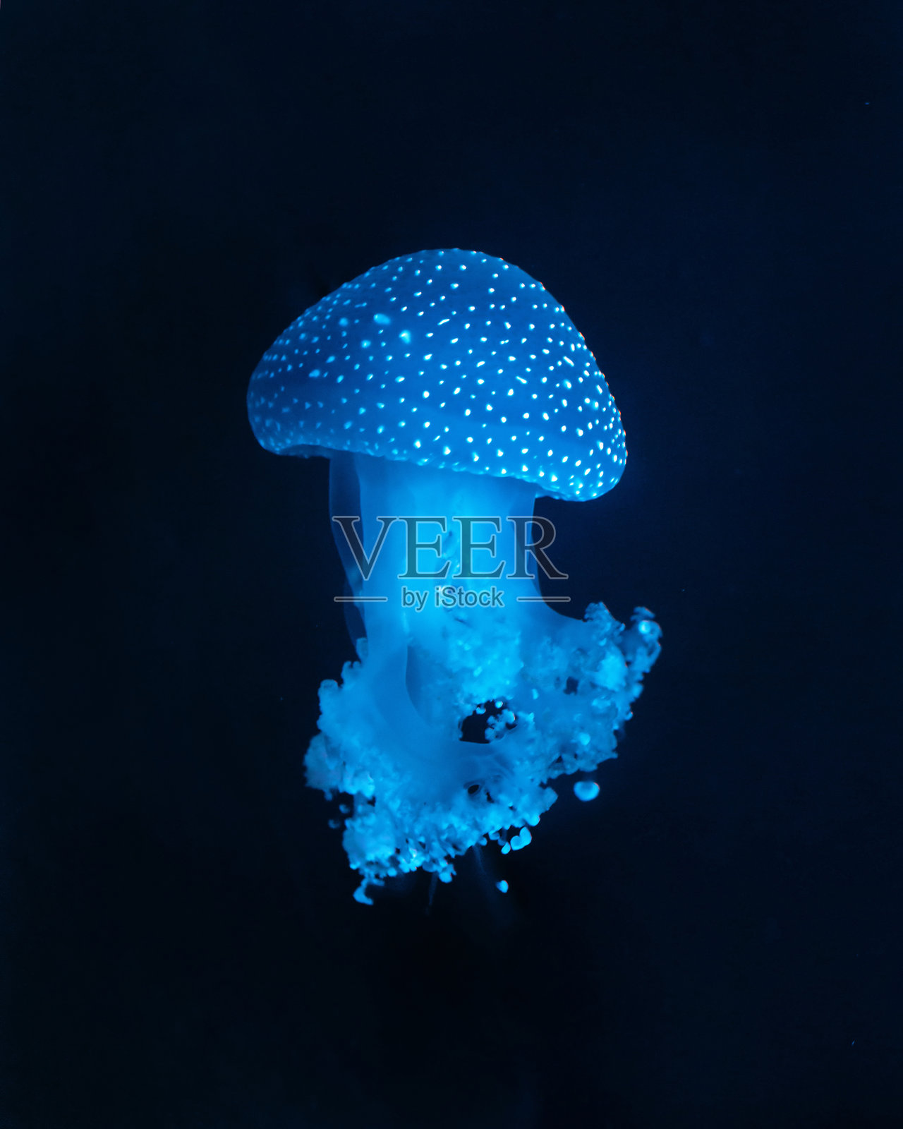 美丽的水母在水中漂浮。照片摄影图片