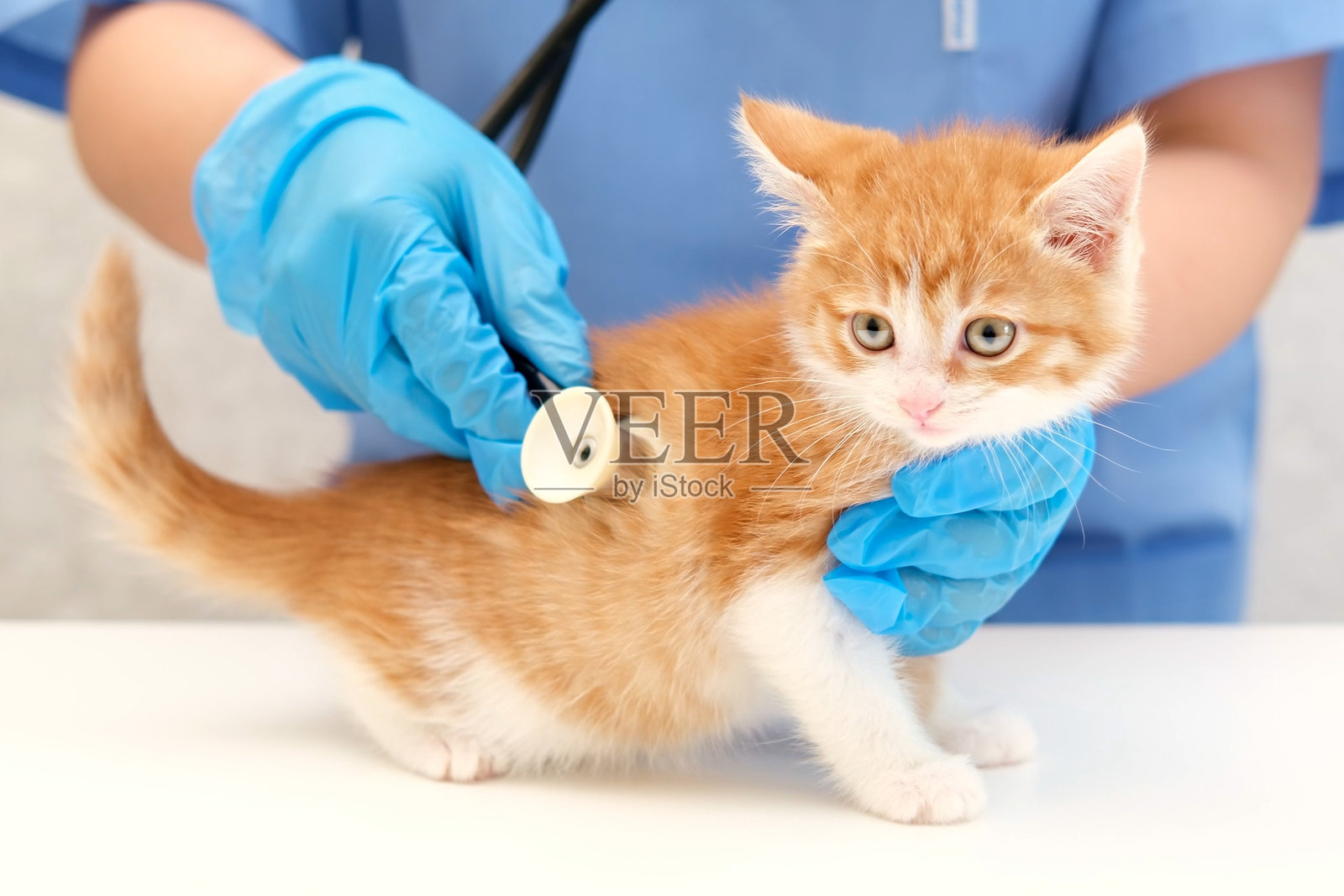 兽医用听诊器听诊照片摄影图片