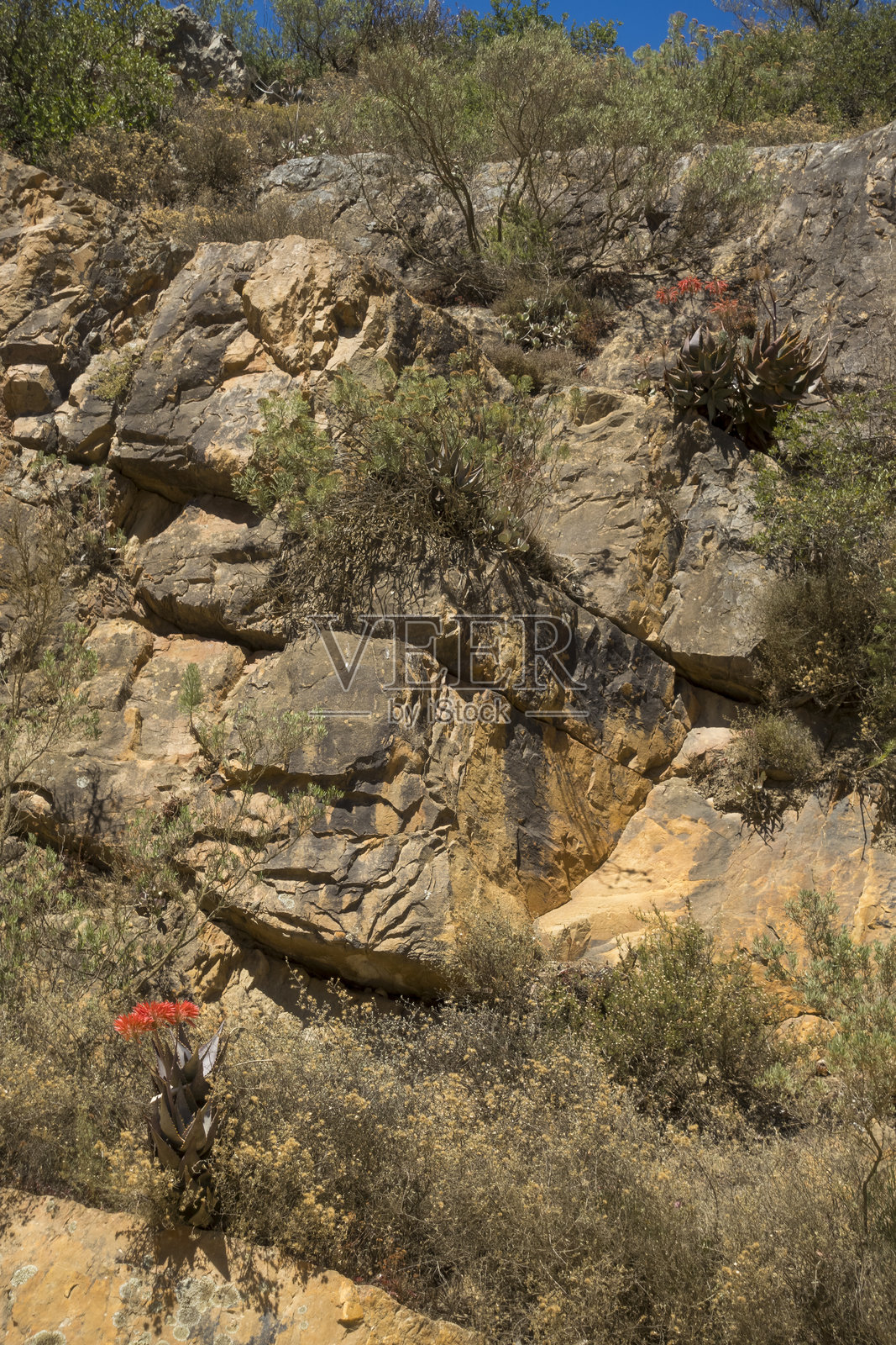 在南非西开普省的奥弗贝格，Botriver附近的悬崖岩石间生长着米特尔芦荟（Aloe perfoliata）。照片摄影图片