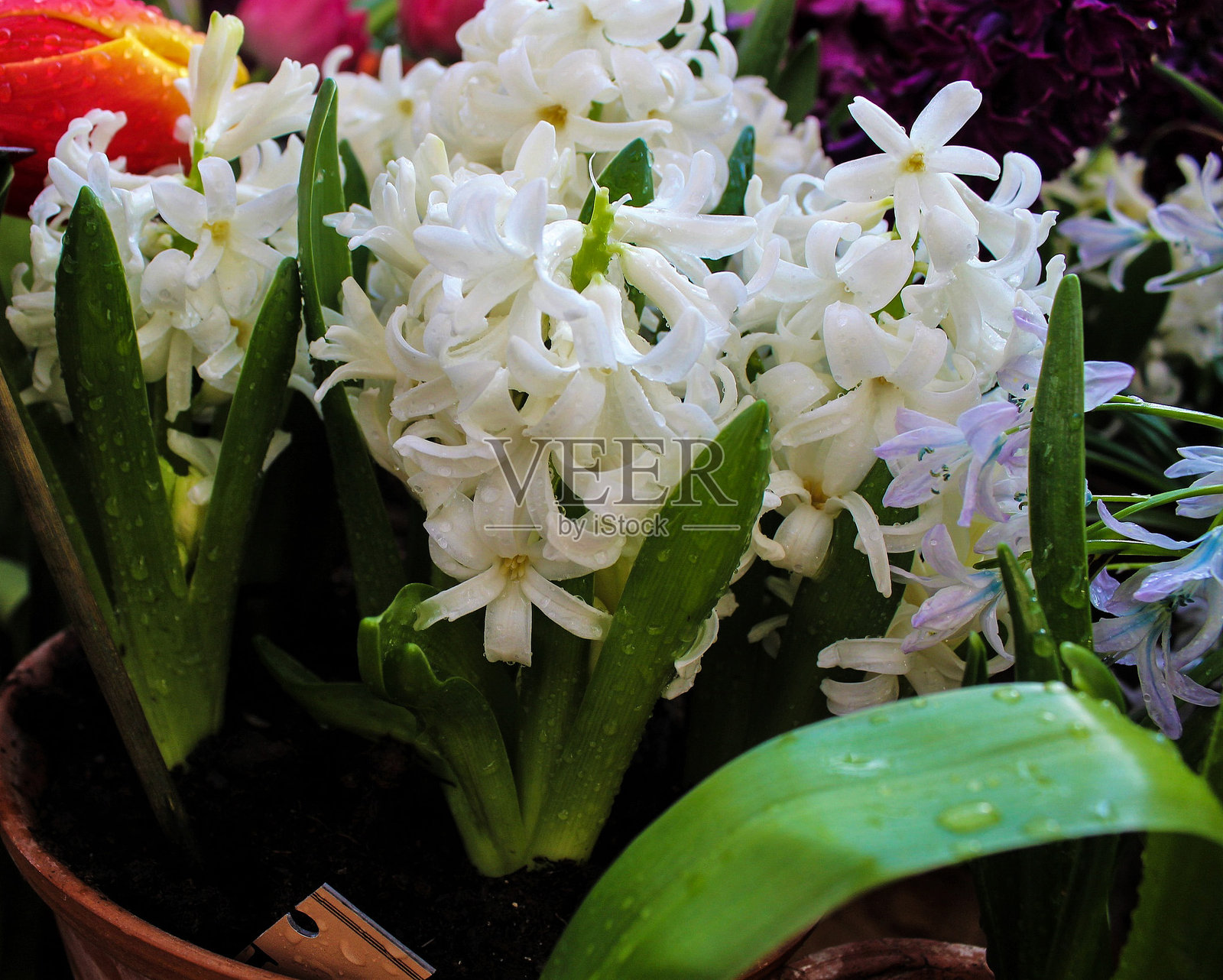 风信子照片摄影图片