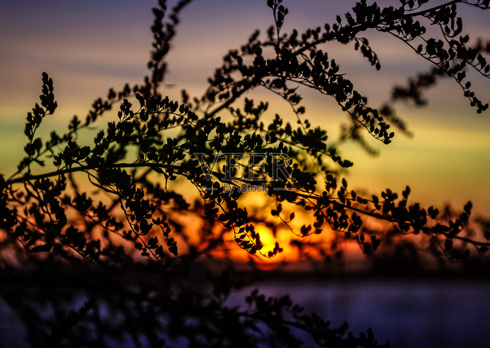 日落和天空背景下的植物枝条剪影照片摄影图片