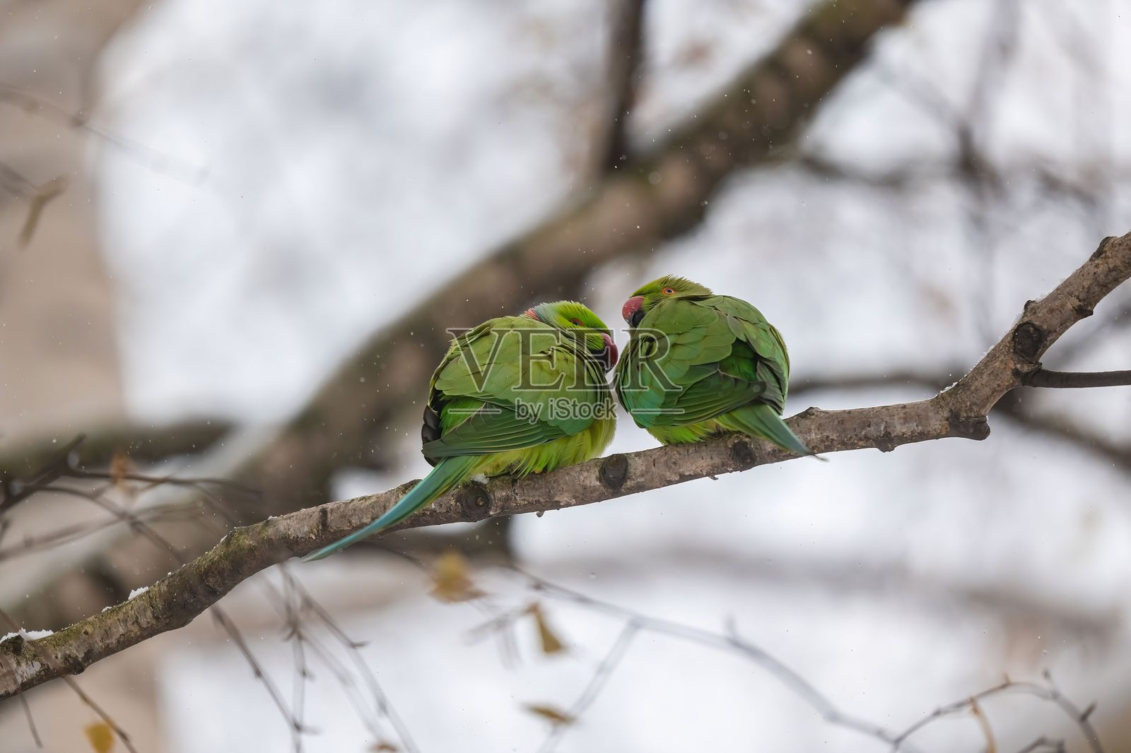 两只玫瑰环鹦鹉依偎在雪-covered树枝上照片摄影图片