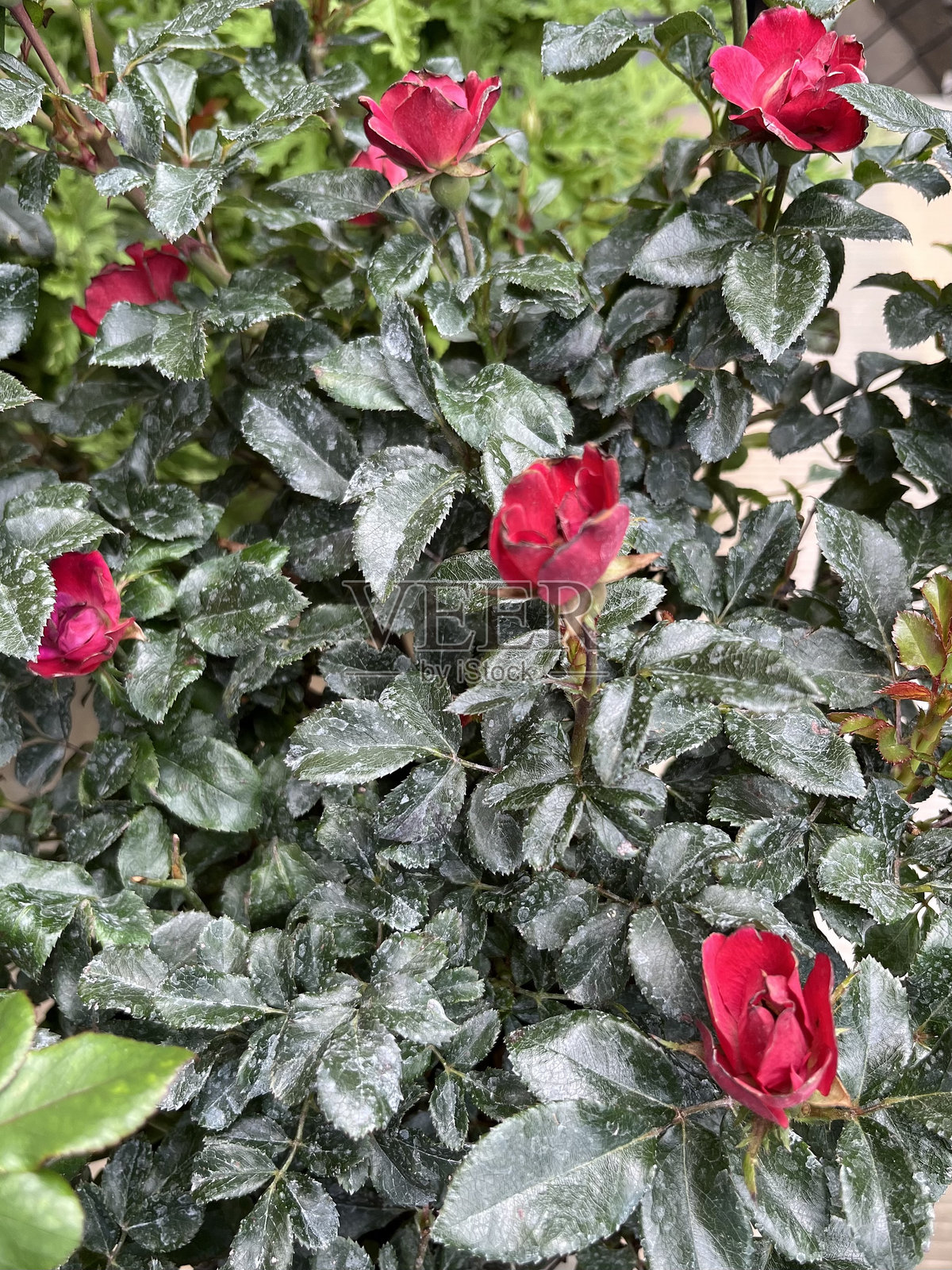 玫瑰灌木照片摄影图片