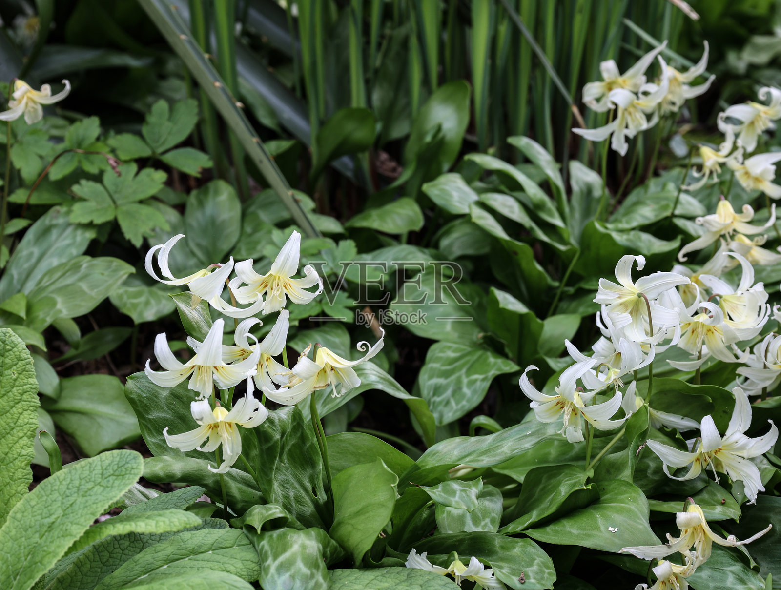 四月的英式花园照片摄影图片