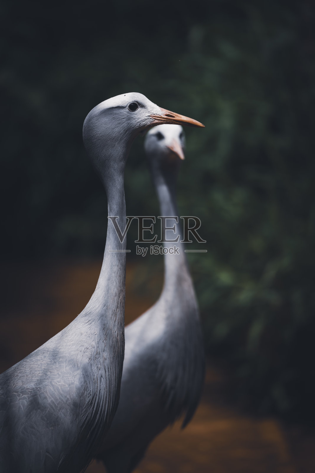 一只优雅的蓝鹤在其自然栖息地中翩翩而立。南非的国鸟。照片摄影图片