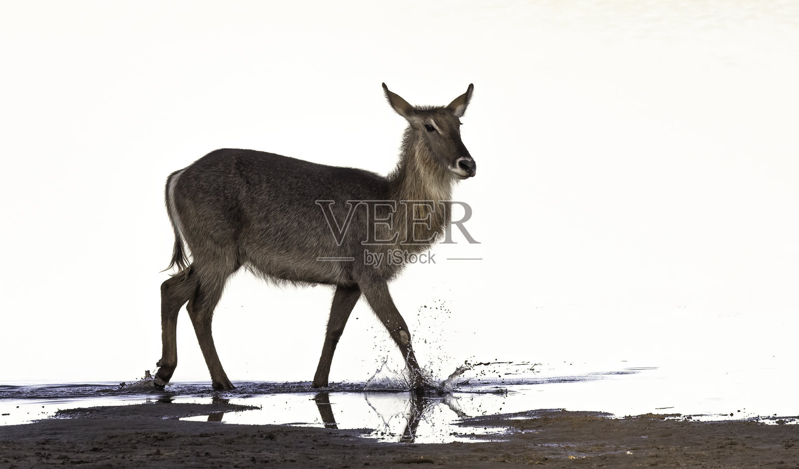 一只雌性水羚（Kobus ellipsiprymnus）在河边漫步的肖像照片摄影图片