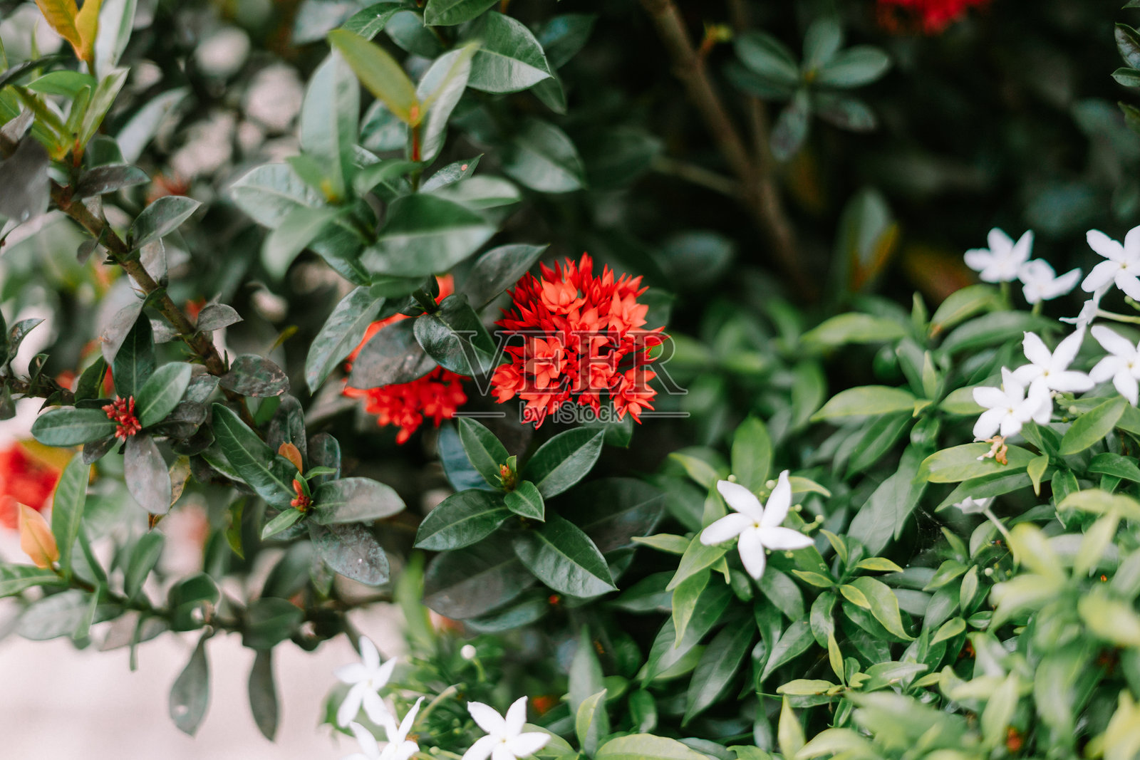 热带花园中白色星形花朵和绿色叶子的特写照片摄影图片