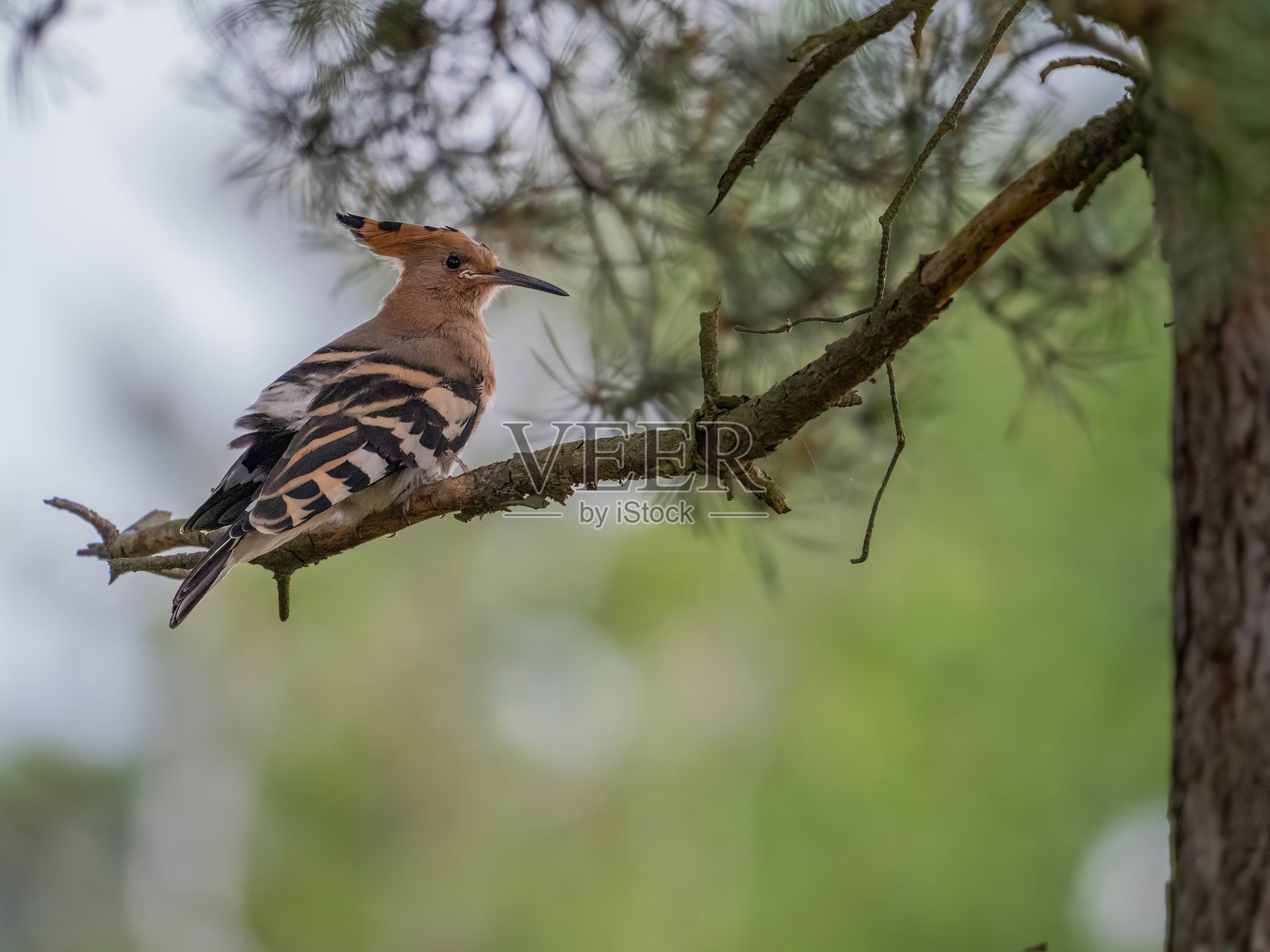 欧亚戴胜鸟栖息在树枝上照片摄影图片