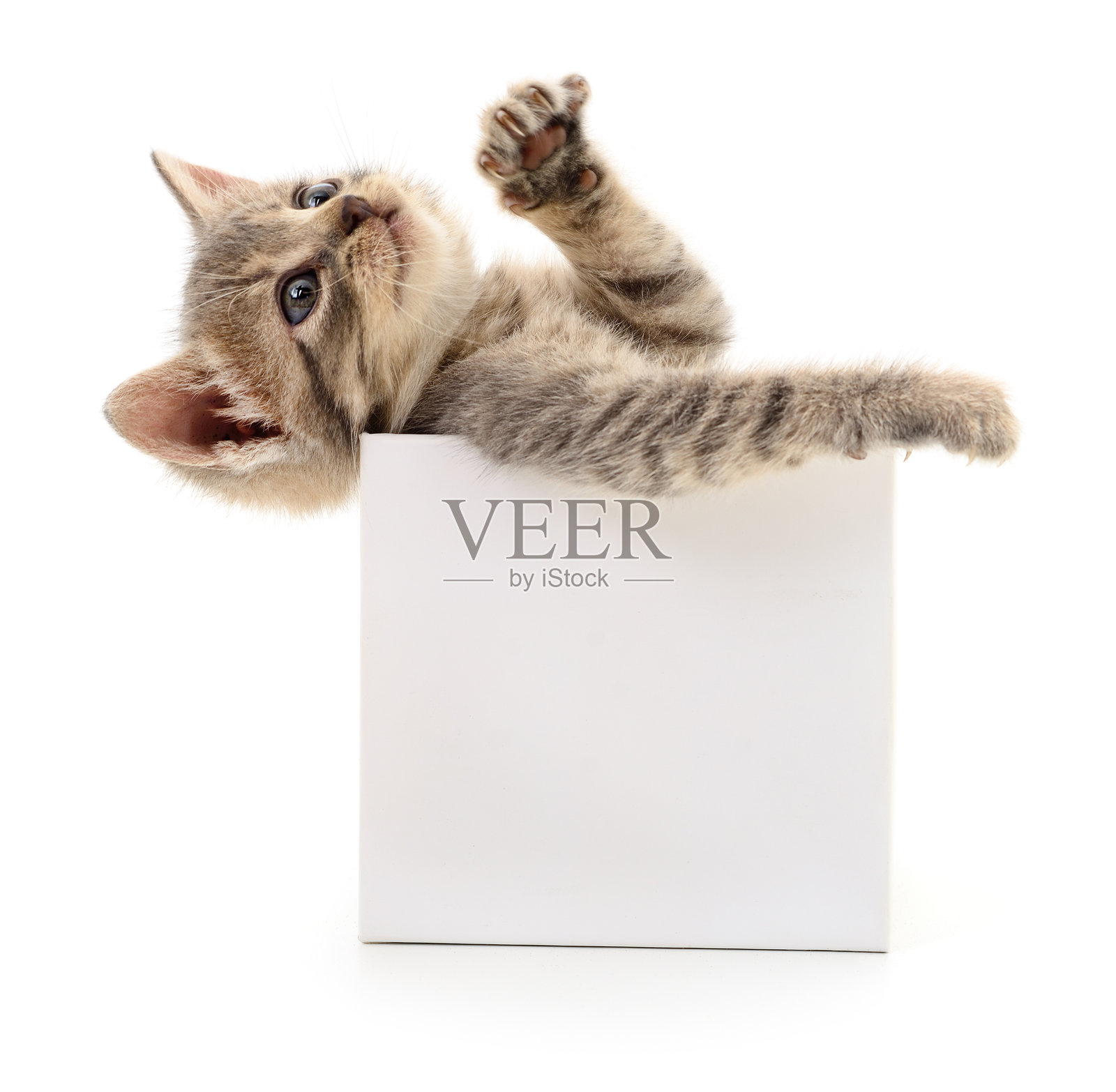 纸箱里的小猫。照片摄影图片