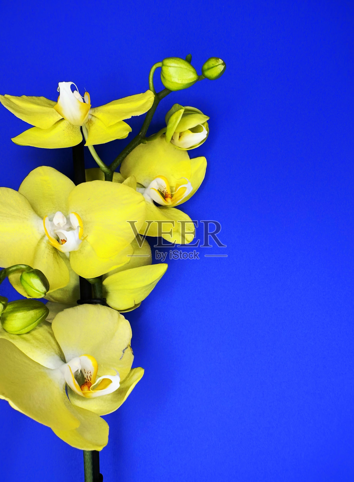 蓝色背景上的兰花照片摄影图片