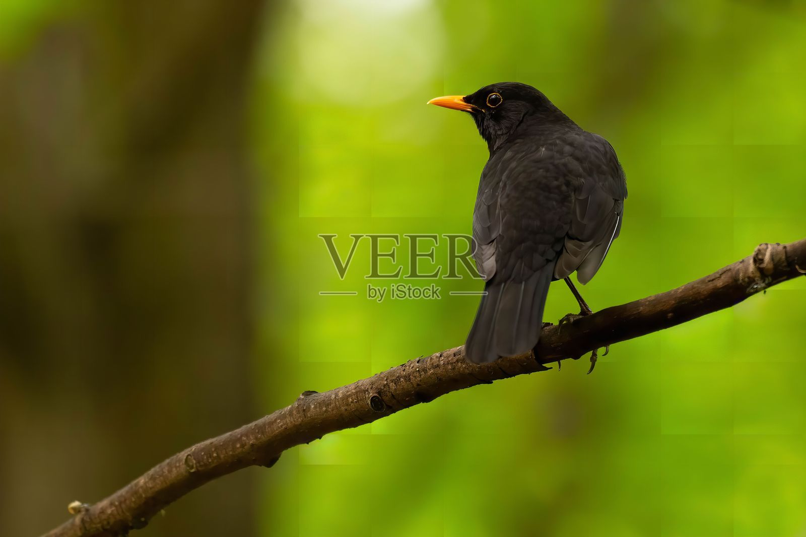 树枝上的黑鸟：宁静的自然摄影照片摄影图片