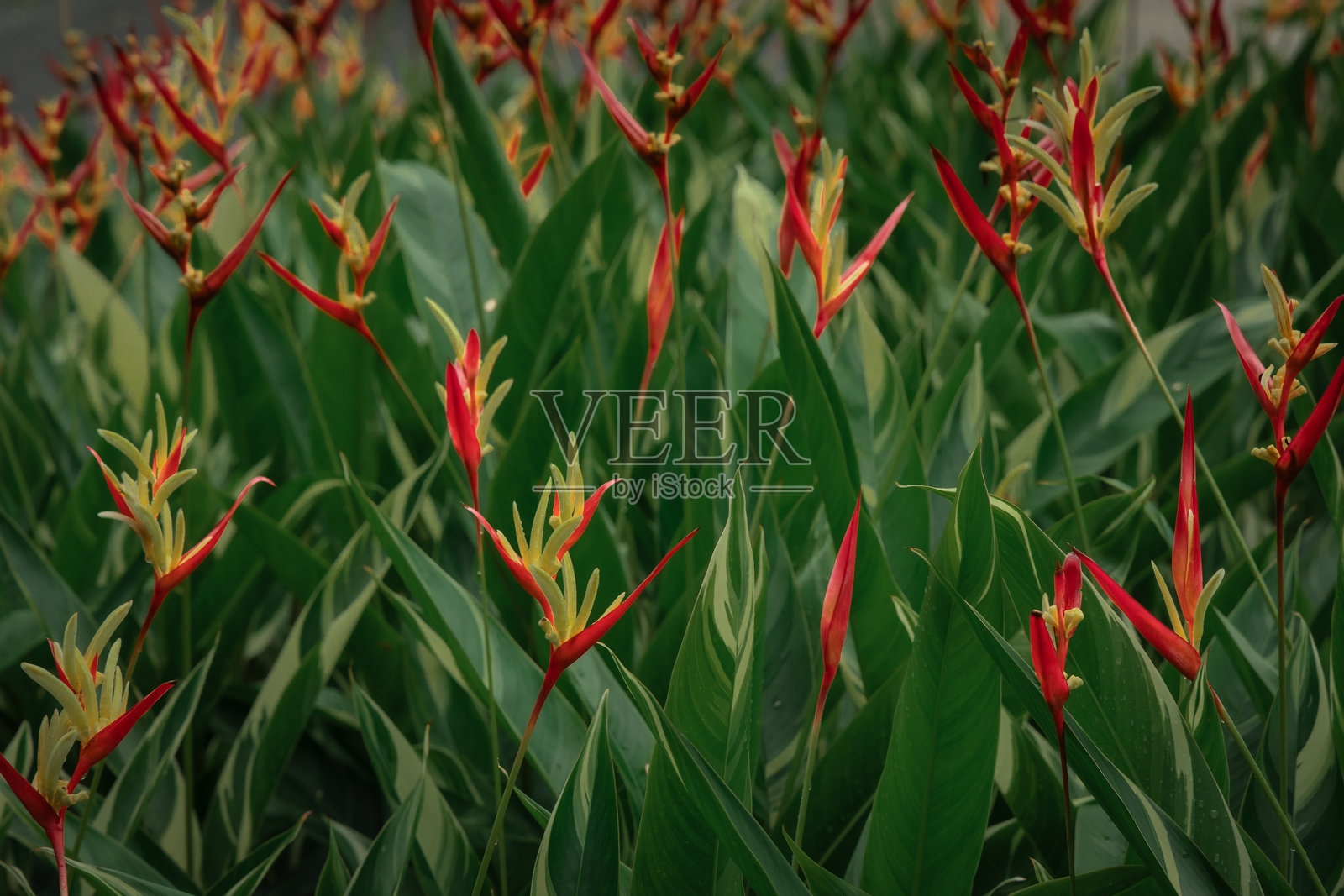 花园中盛开的火鹤花植物照片摄影图片