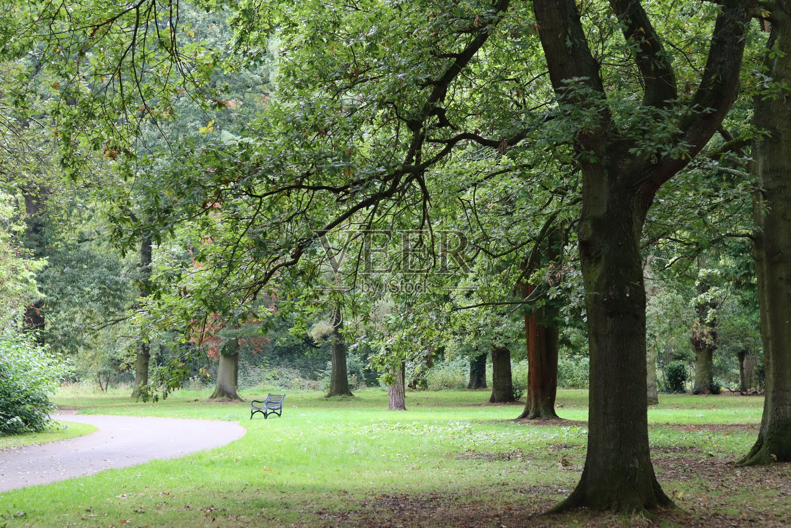 被树木环绕的公园小径照片摄影图片