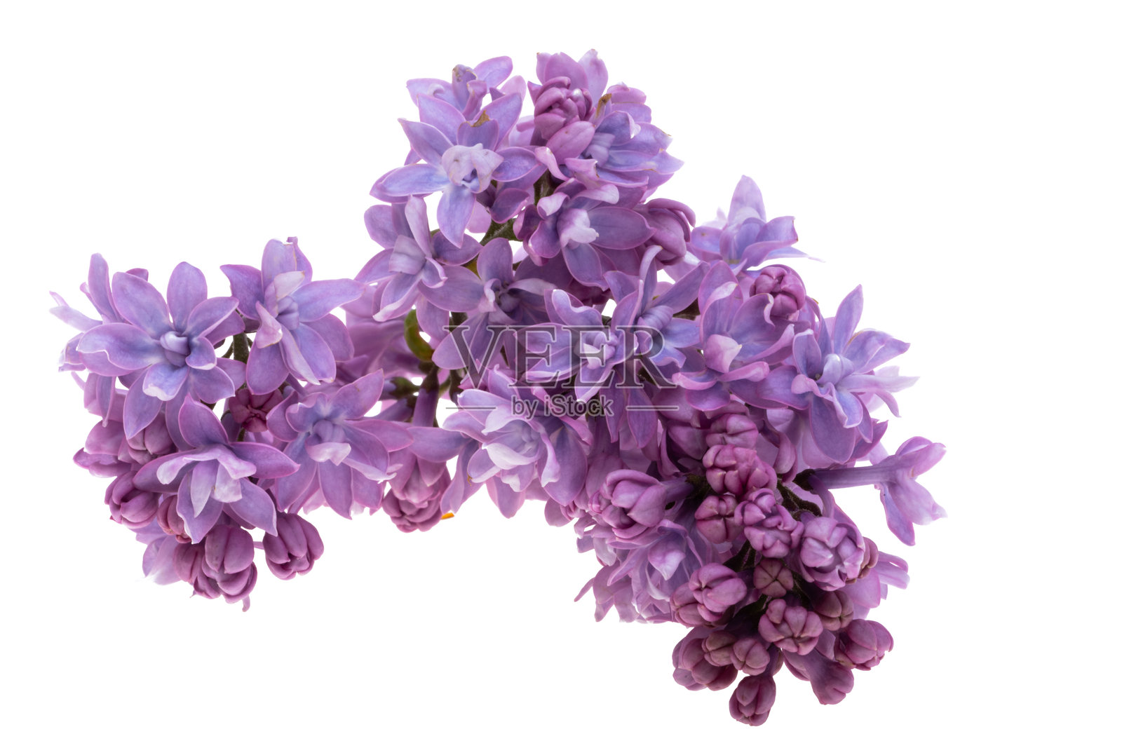 孤立的紫丁香花照片摄影图片