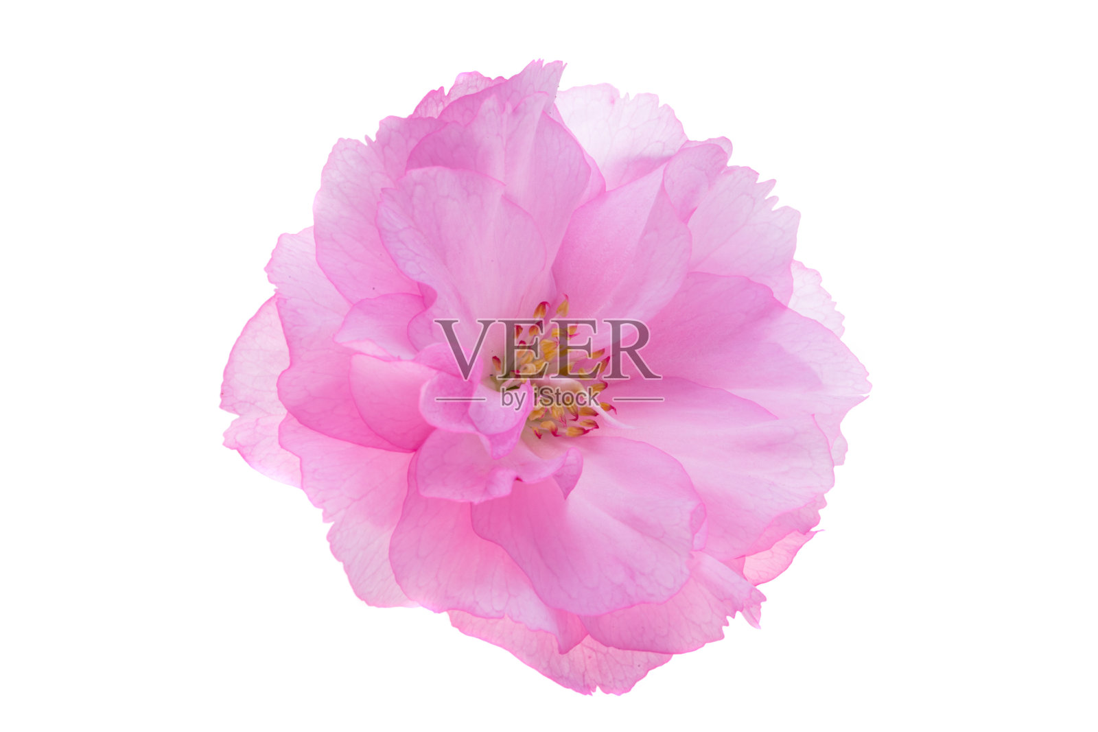 孤立的樱花照片摄影图片