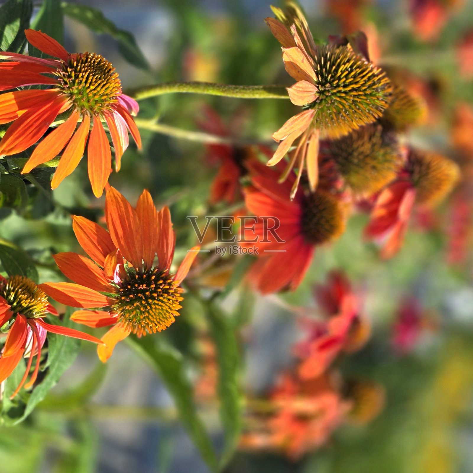 温哥华北本拿比阳光明媚、轻云飘浮的星期天的花朵照片摄影图片