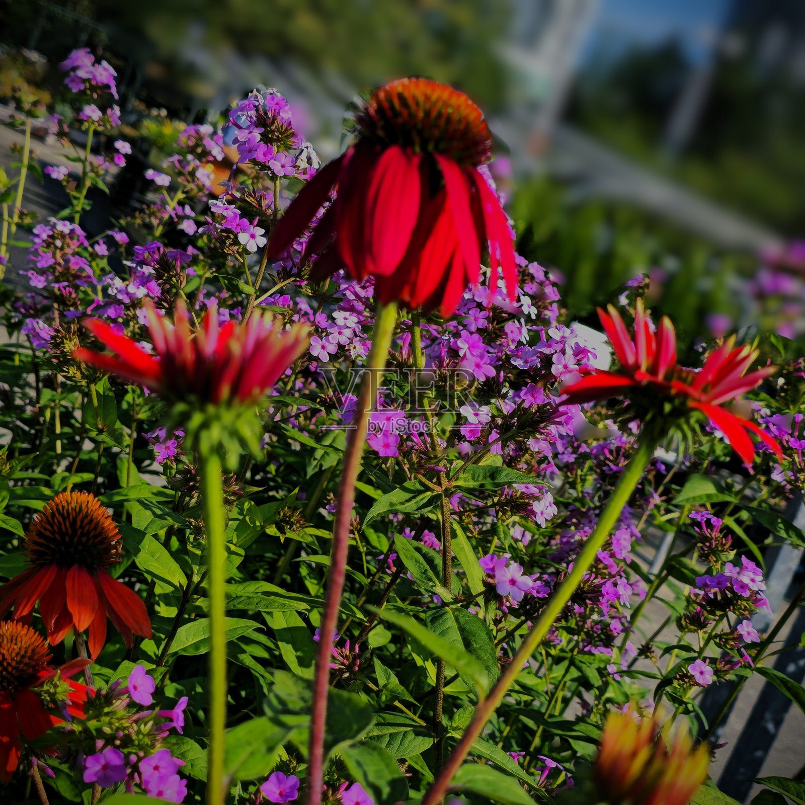 在不列颠哥伦比亚省北本拿比的阳光明媚、轻云的星期天盛开的花朵照片摄影图片