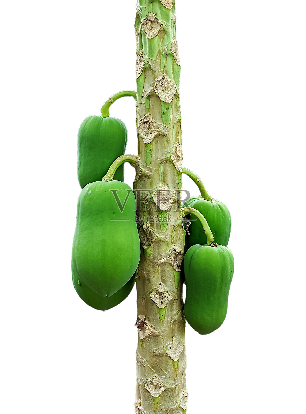 白色背景下的木瓜树上的木瓜果实照片摄影图片