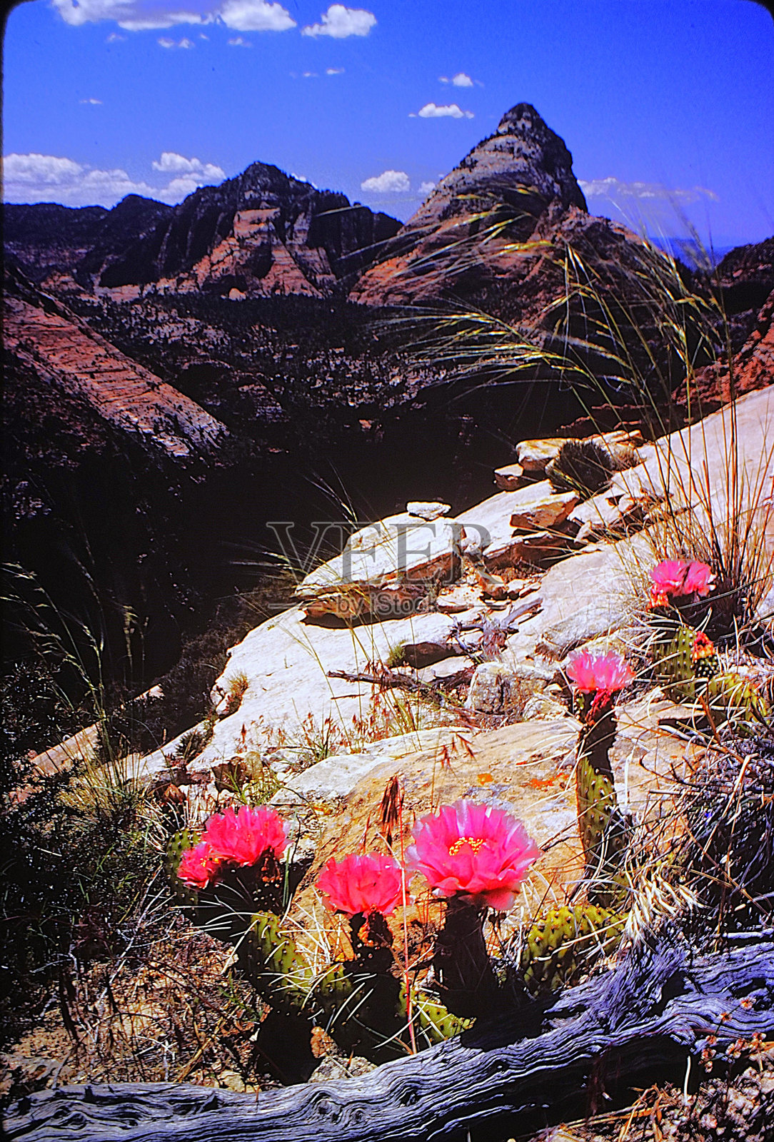 犹他州锡安国家公园 1983年6月。观景点小径。照片摄影图片