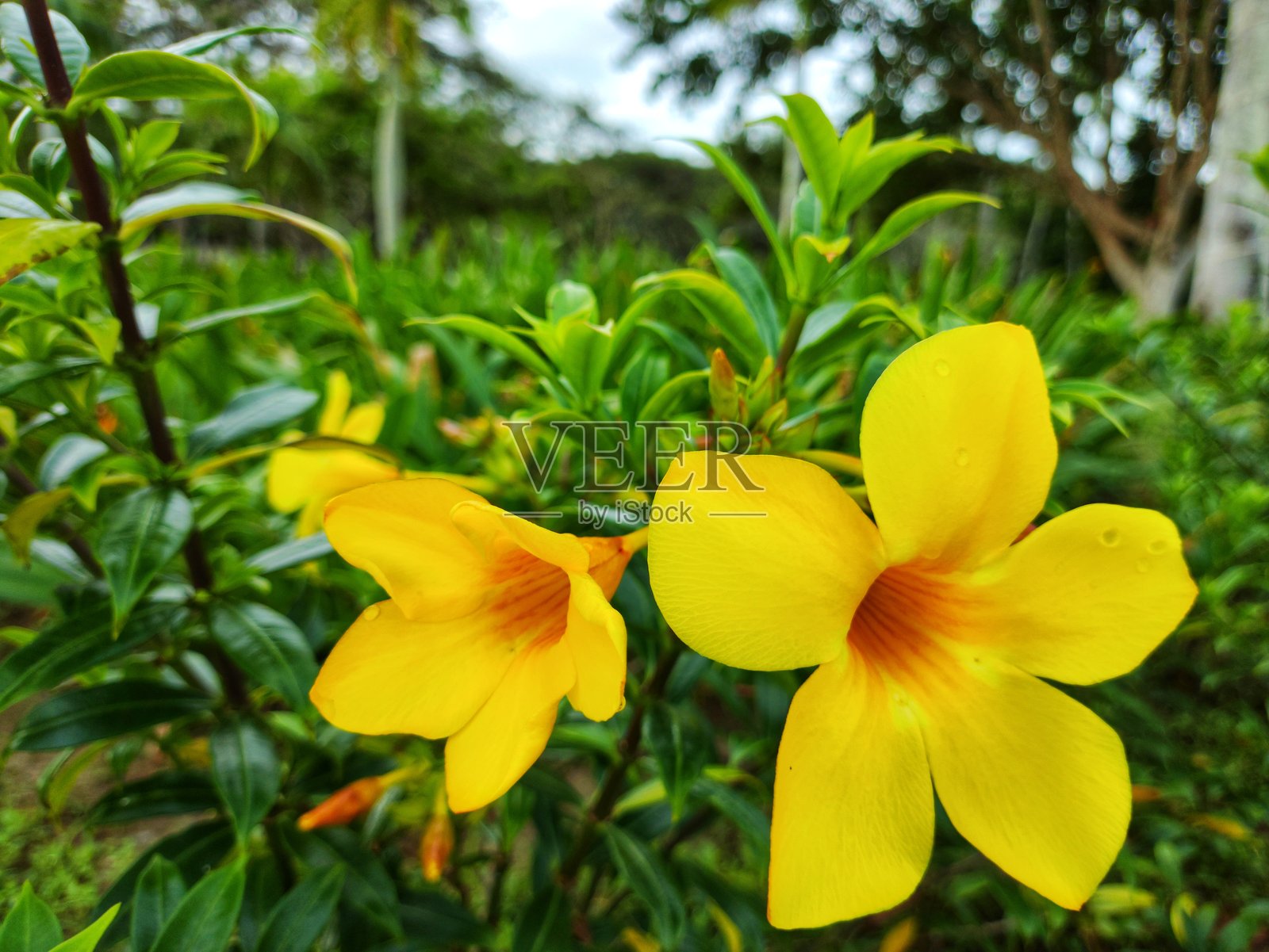 两朵明亮的黄色花朵照片摄影图片