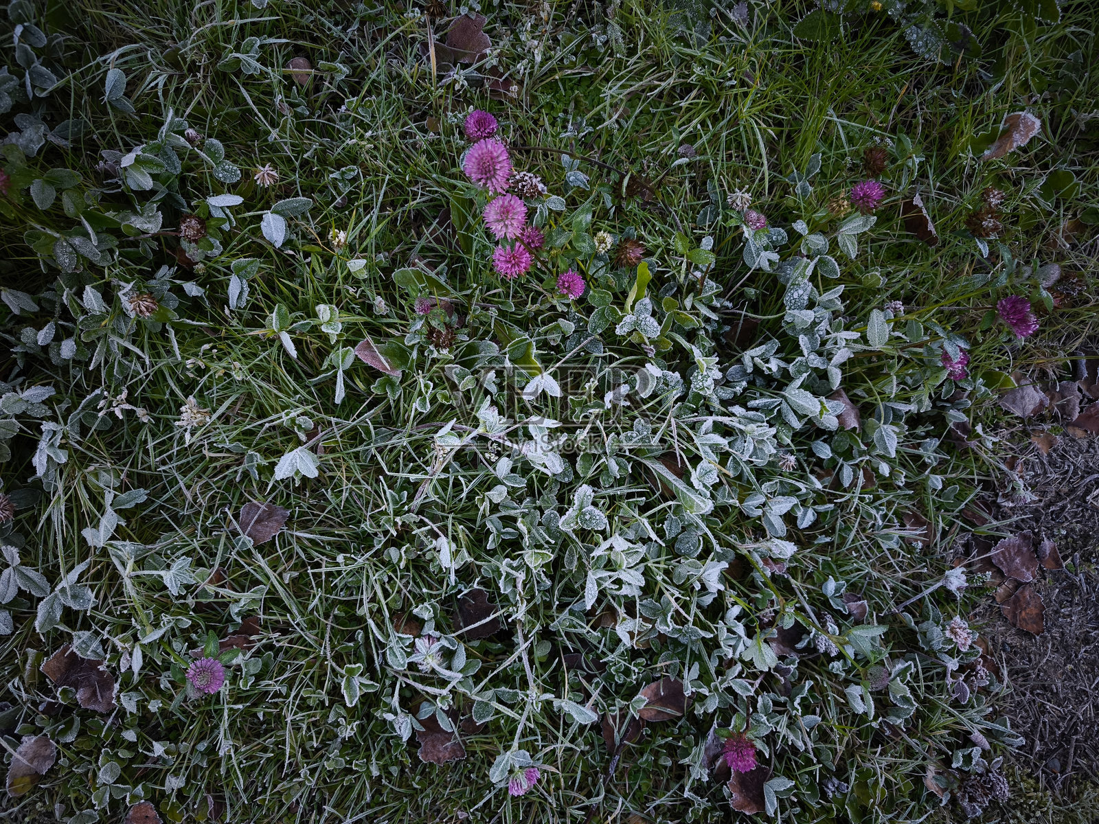 秋天在法国霞蒙尼，霜冻覆盖了草地和三叶草。照片摄影图片