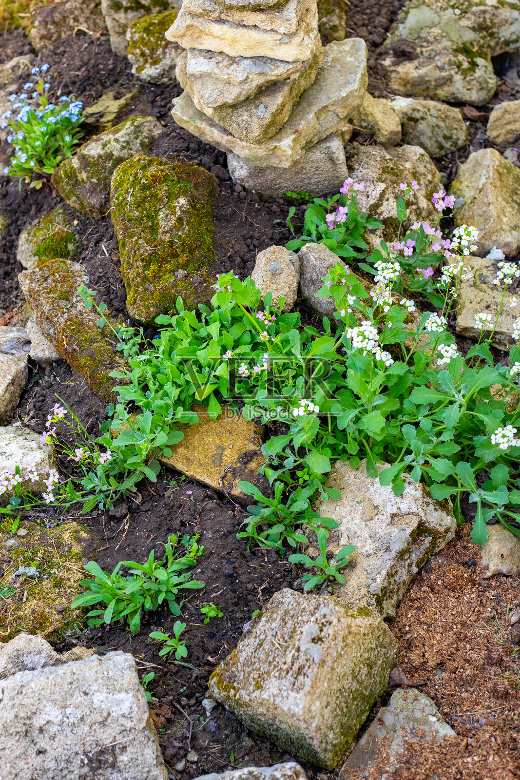 在大石头之间的高山滑道上盛开的第一朵花。花坛的形成。照片摄影图片