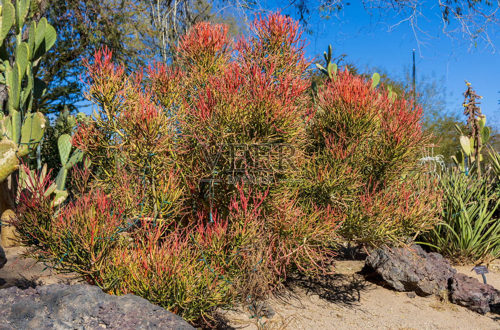 拉斯维加斯的惊人沙漠仙人掌花园，拥有多种类型的仙人掌照片摄影图片