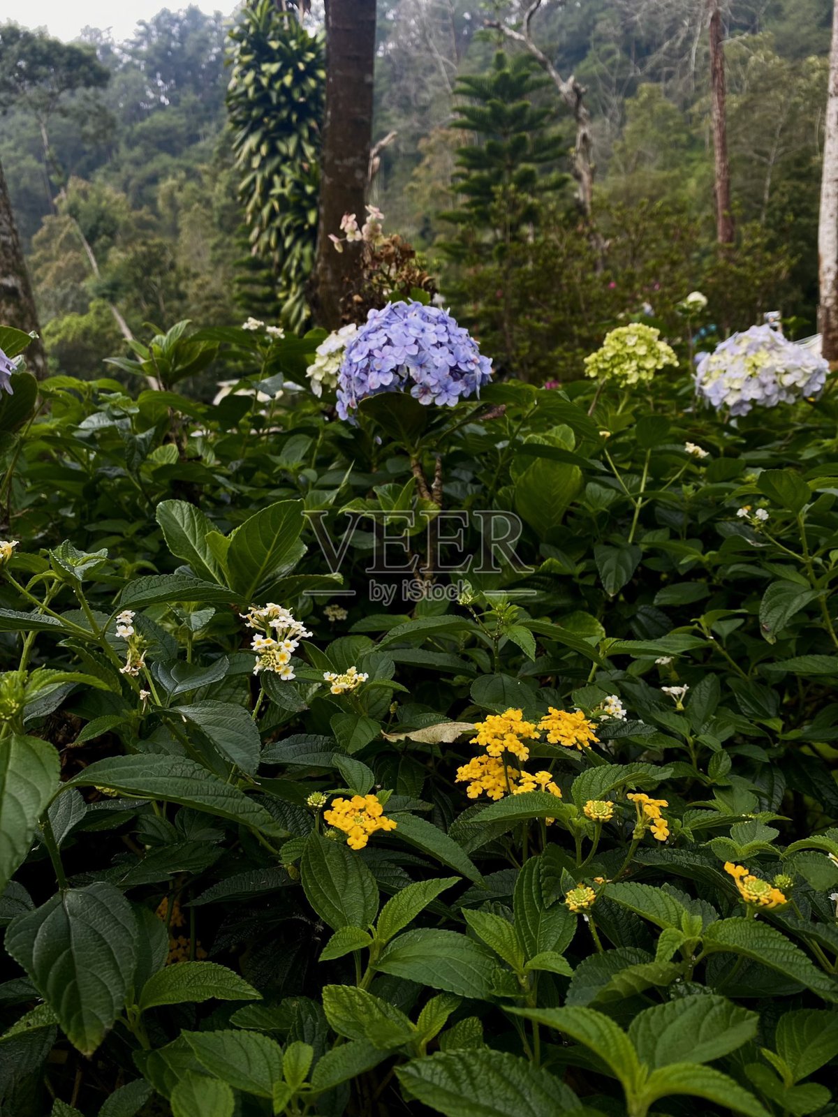 绣球花以其鲜艳的花团和惊艳的色彩而闻名，为任何花园增添美丽。照片摄影图片