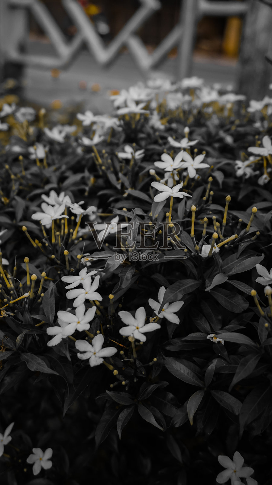 单色灌木与白色花朵照片摄影图片