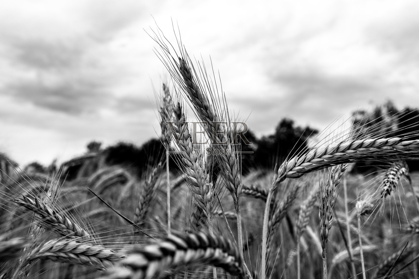 黑白大麦照片摄影图片