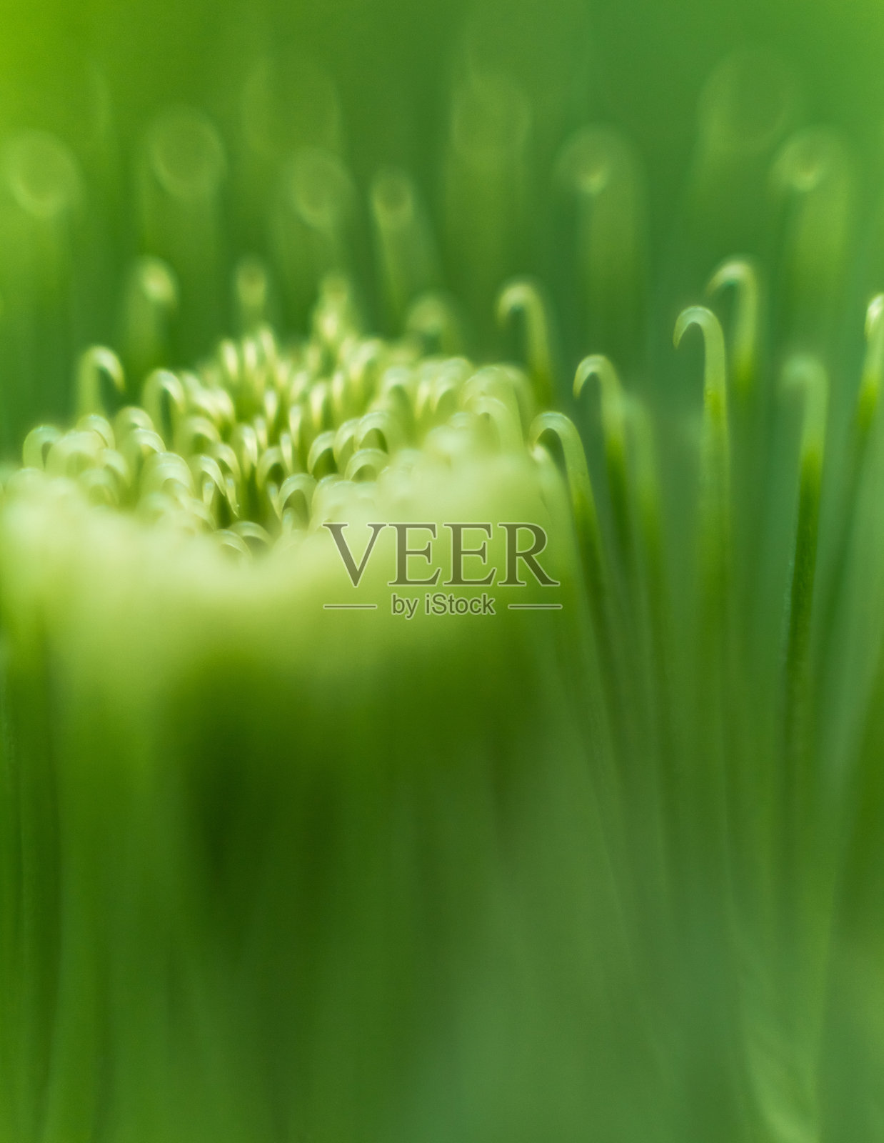 牛蒡花照片摄影图片