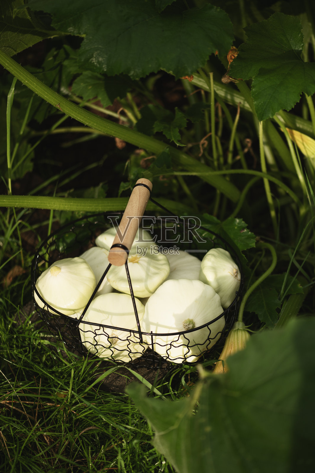 white patisson harvest from kitchen backyard veggie garden. Homegrown organic vegetables照片摄影图片