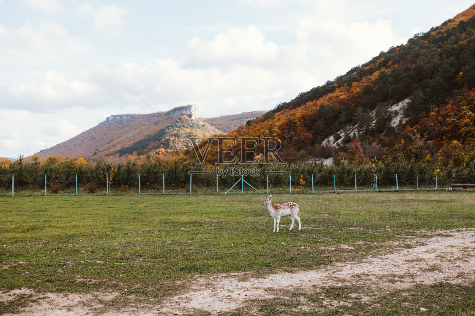一只小鹿在宠物园的绿色草地上奔跑，与鹿一起散步。照片摄影图片