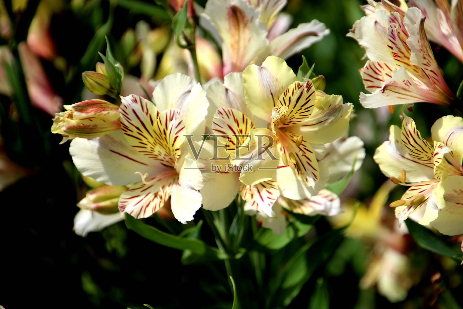 百合花 - 百合花杂交种照片摄影图片