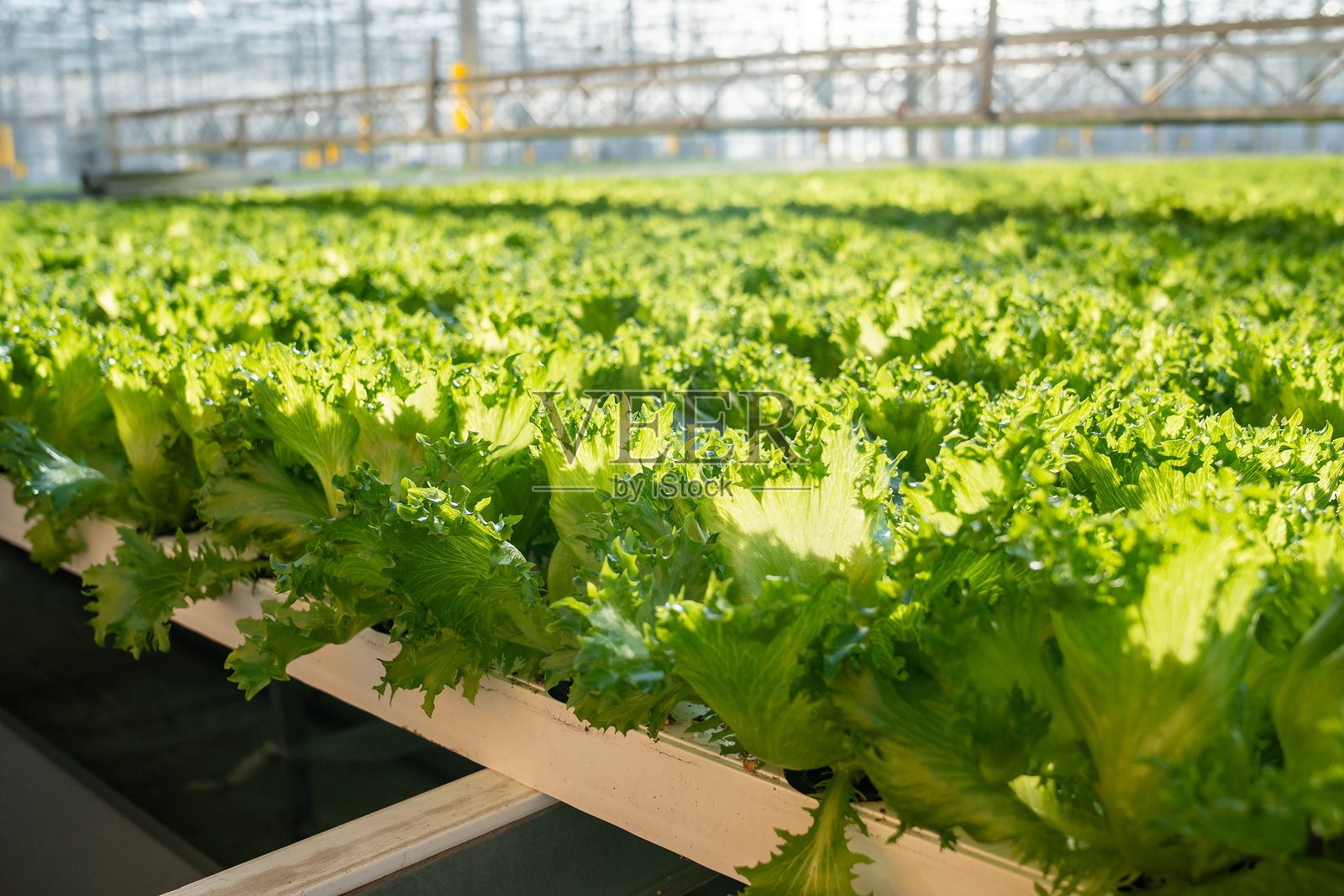 温室中种植的特殊法式生菜。高效农业，温室中的营养控制。照片摄影图片