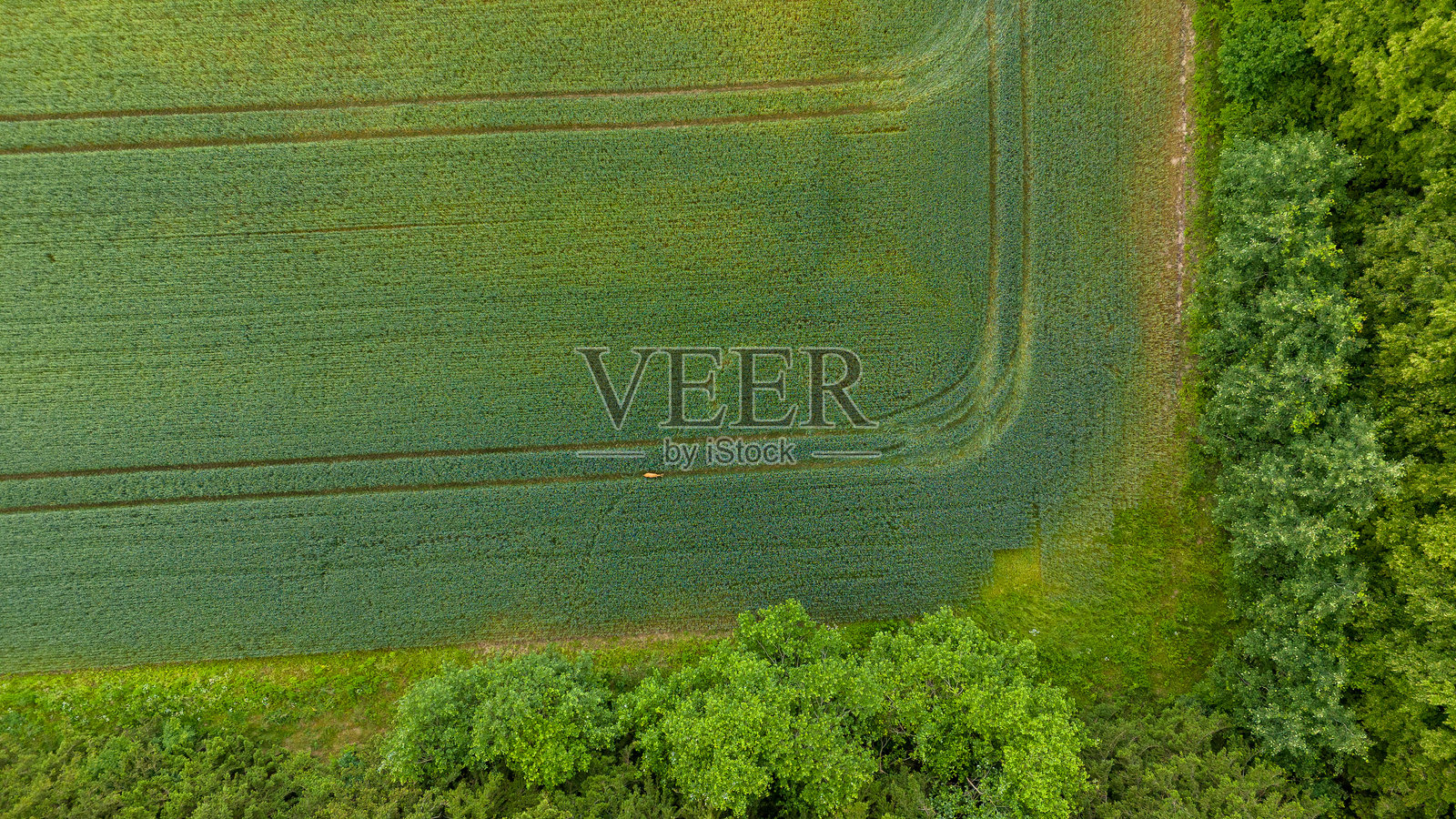 绿色田野和树木的鸟瞰图照片摄影图片