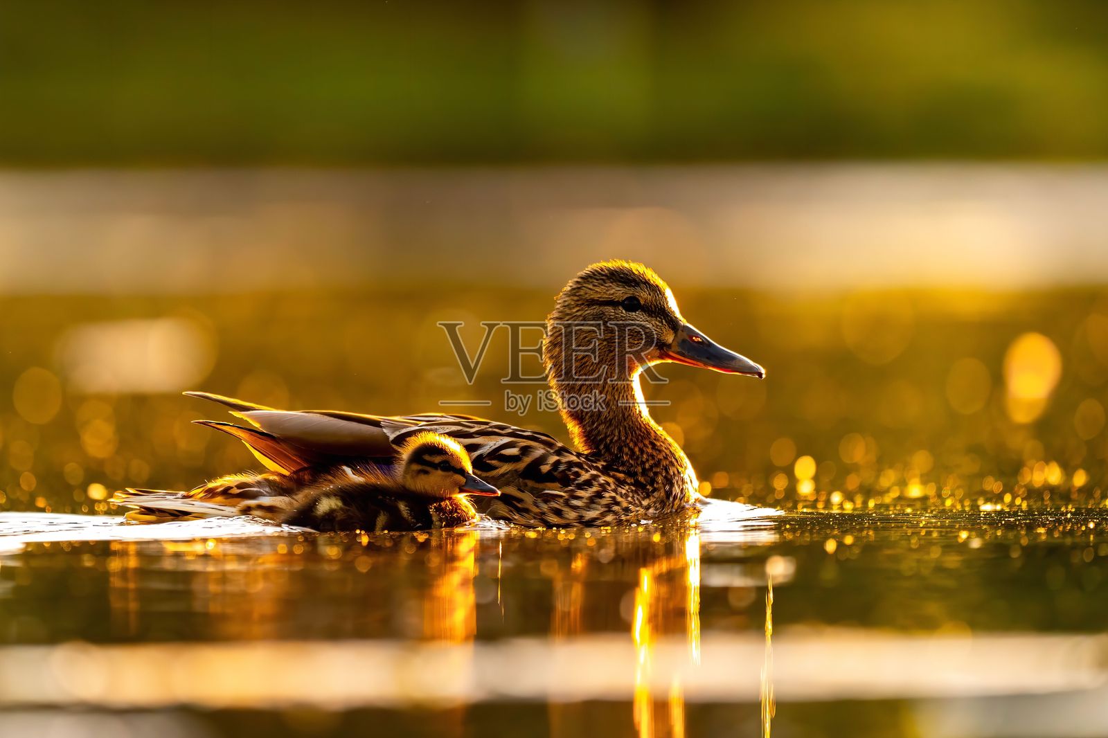 金色时光的小鸭子：湖上的母爱照片摄影图片