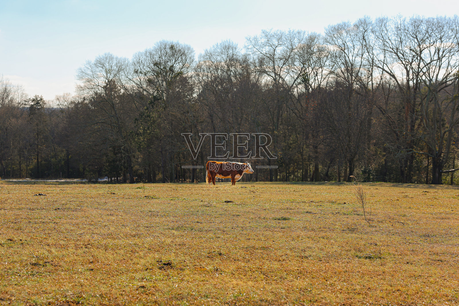 牛的特性照片摄影图片