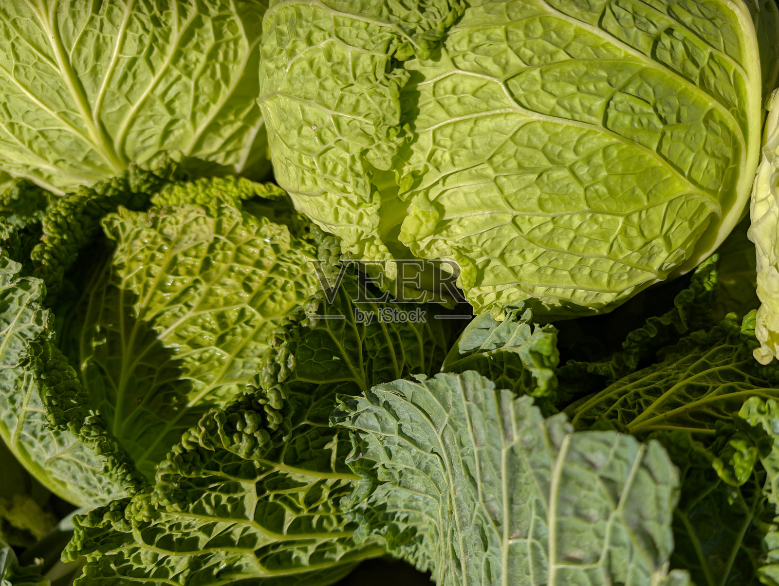 卷心菜，蔬菜，自然，美味，秋天，摊位，美丽，食物，营养，维生素照片摄影图片