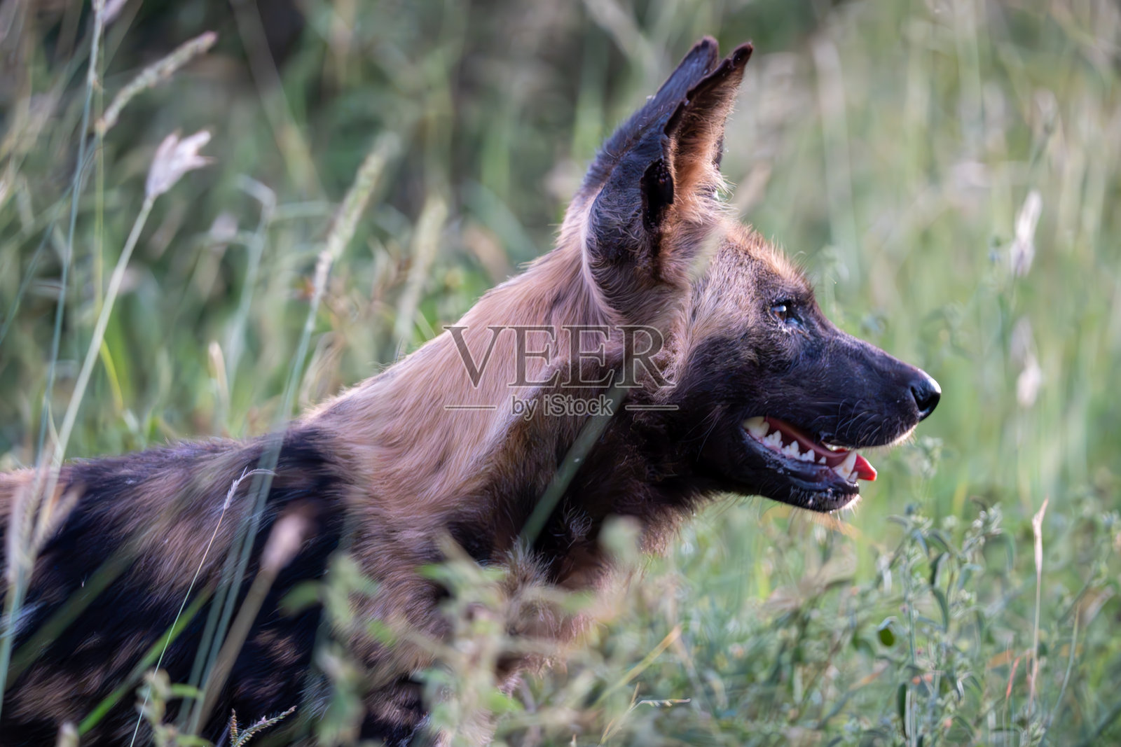 在高草丛中捕捉到的野狗，完美展现了惊艳的自然摄影时刻照片摄影图片