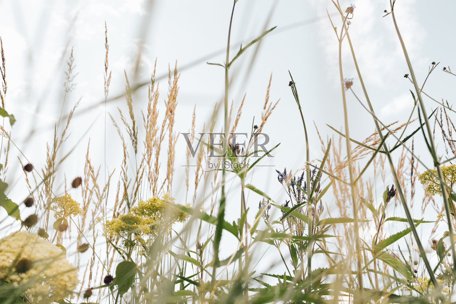 草地草坪的春季开花照片摄影图片