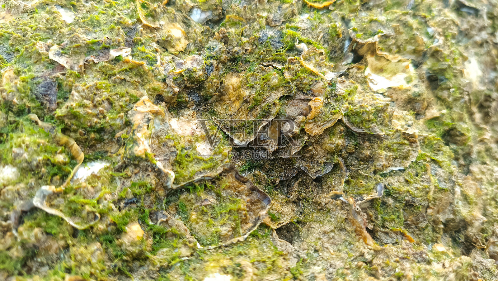 岩石表面上的牡蛎壳特写：自然纹理和海洋生物细节。照片摄影图片