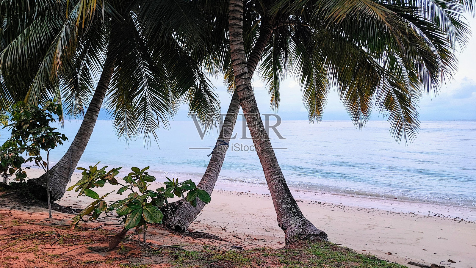 蒂奥曼 (7)照片摄影图片
