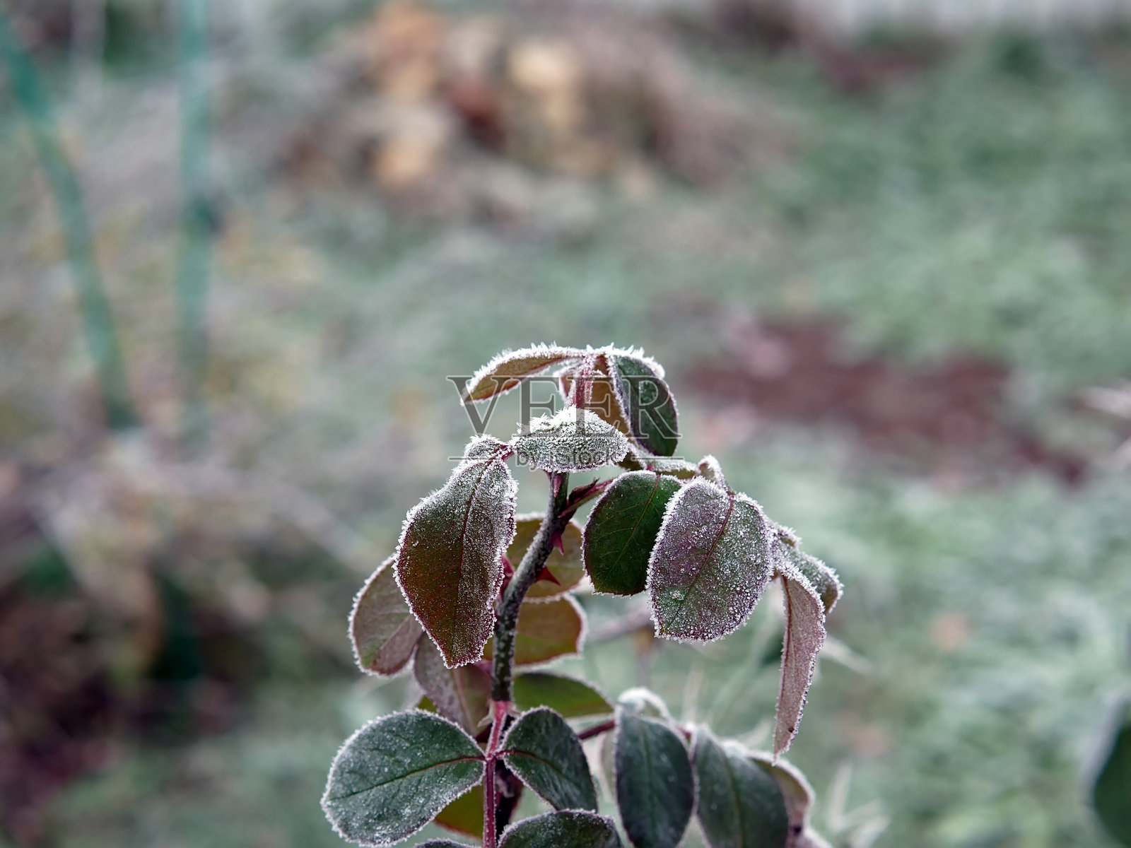 秋天清晨霜冻中的玫瑰照片摄影图片