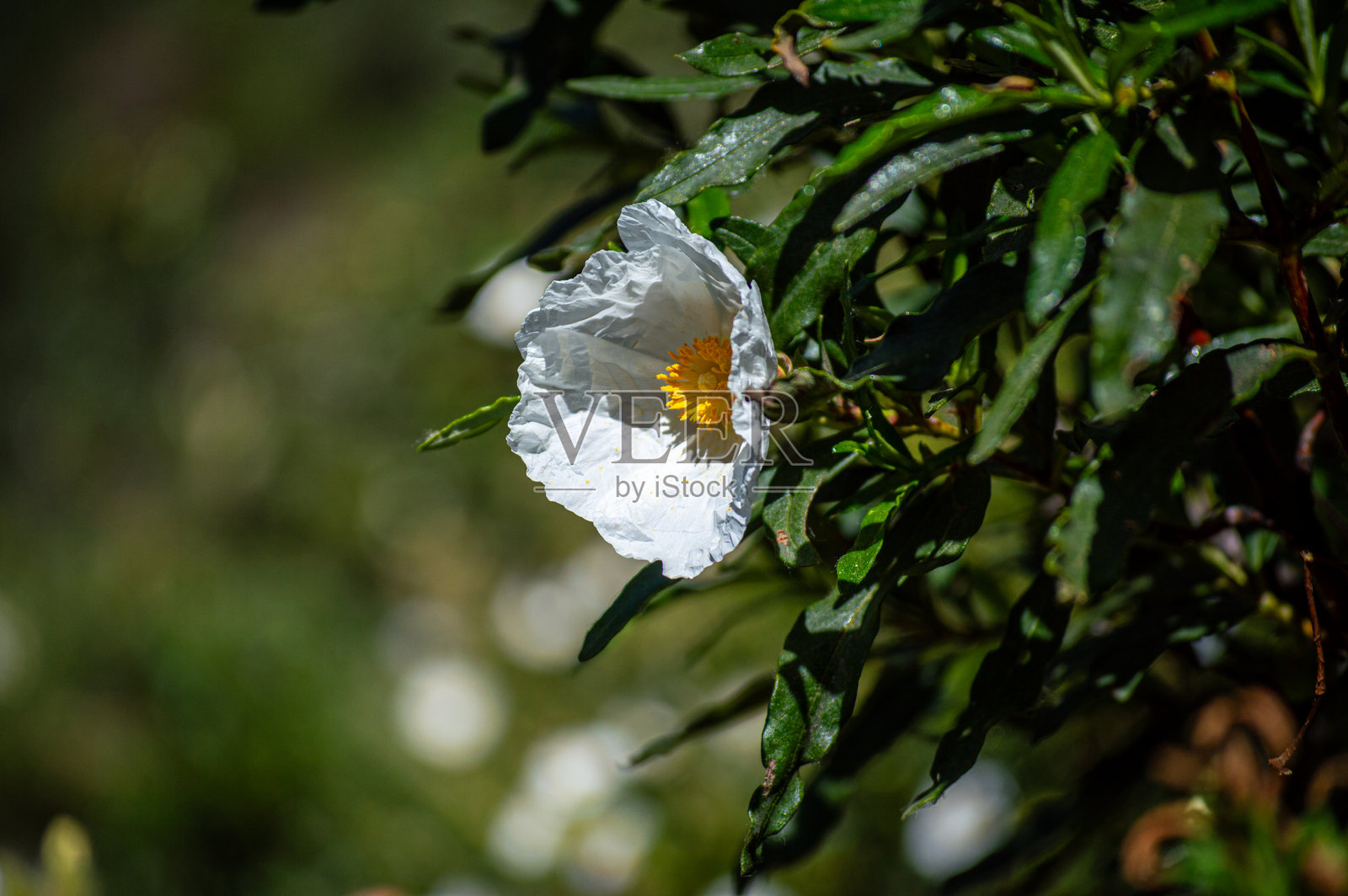 通往托洛克斯卡巴略斯河瀑布的小径照片摄影图片