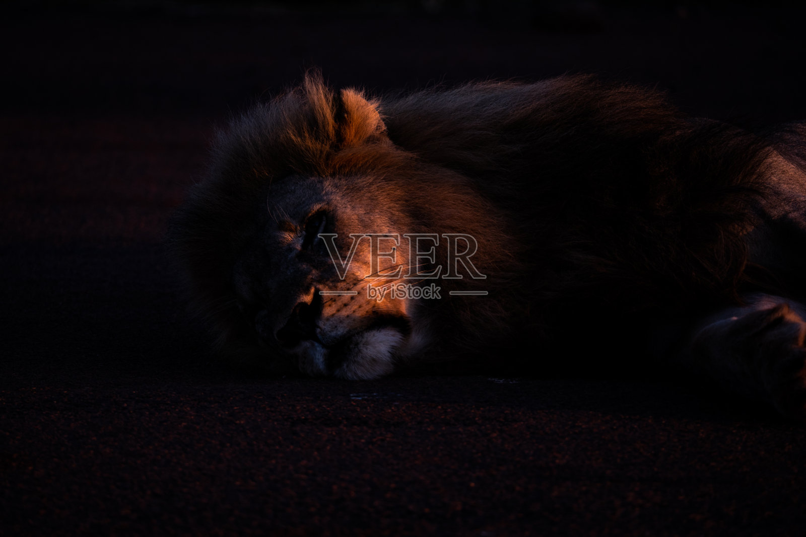 一只雄伟的狮子在非洲美丽的黄昏光辉中安静地休息照片摄影图片