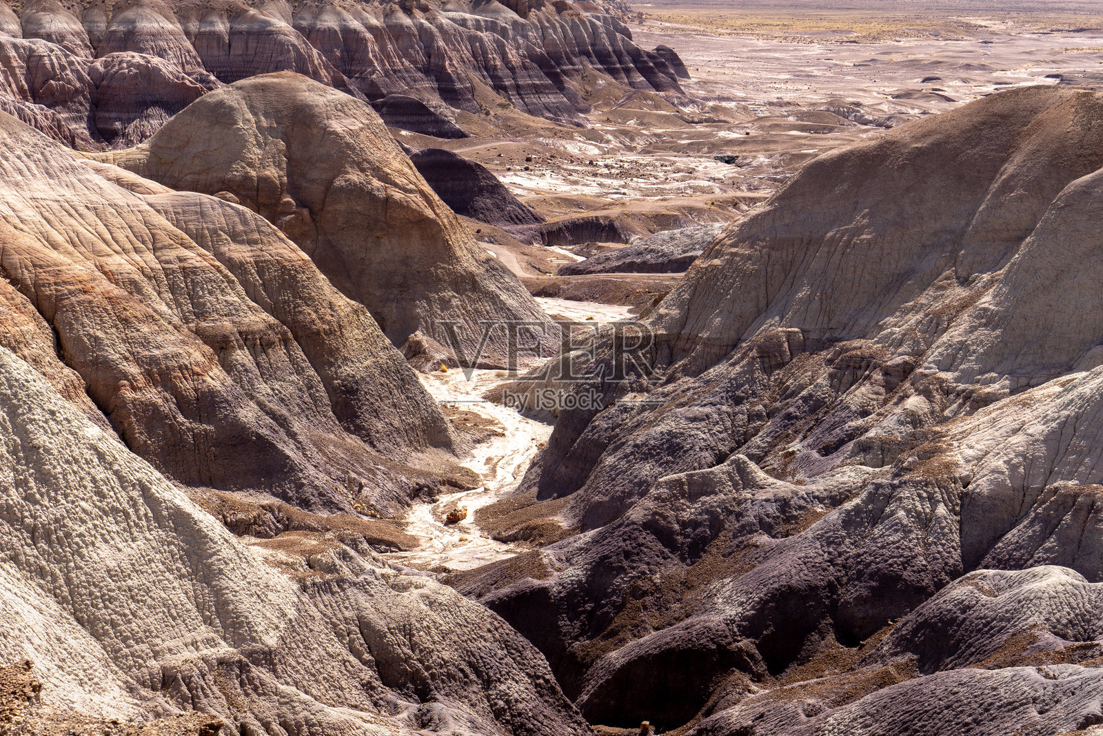 石化森林照片摄影图片