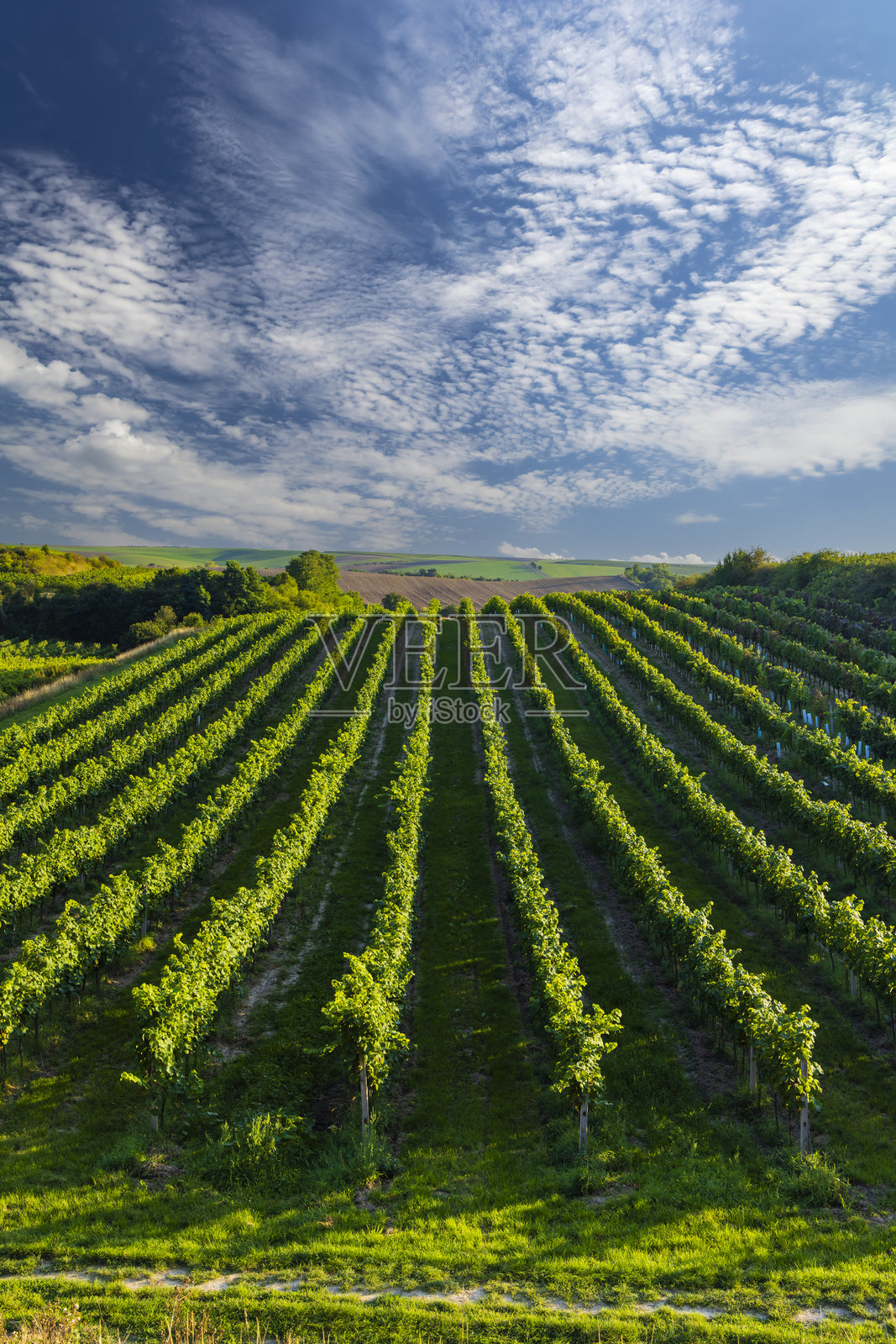捷克共和国南摩拉维亚地区切伊科维采附近的冬季葡萄园照片摄影图片
